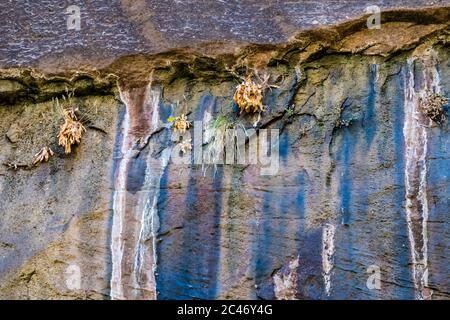 Blaue Farben, Muster und hängende Gärten an den bunten Sandsteinfelsen entlang des Riverside Walk im Zion National Park, Utah, USA Stockfoto