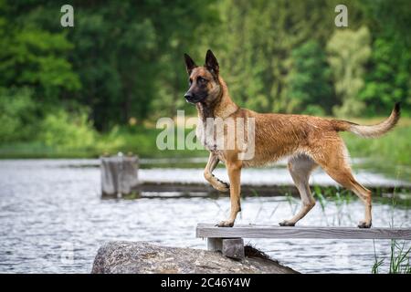 Athletischer Malinois (belgischer Schäferhund), der auf einem Steg steht Stockfoto