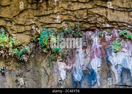 Blaue Farben und hängende Gärten an den bunten Sandsteinfelsen entlang des Riverside Walk im Zion National Park, Utah, USA Stockfoto