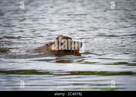 Schwarzer Hund schwimmt im Wasser und holt einen Ball Stockfoto