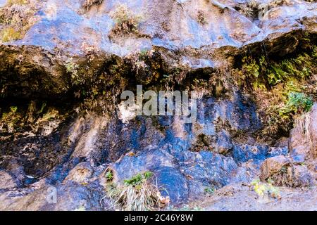 Blaue Farben und hängende Gärten an den bunten Sandsteinfelsen entlang des Riverside Walk im Zion National Park, Utah, USA Stockfoto