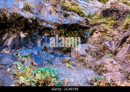 Blaue Farben und hängende Gärten an den bunten Sandsteinfelsen entlang des Riverside Walk im Zion National Park, Utah, USA Stockfoto