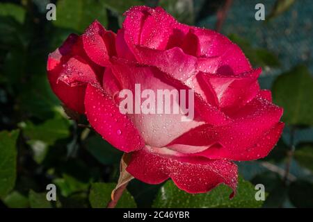 Nahaufnahme einer tau-bedeckten rosa floribunda Rose in grün Hintergrund Stockfoto