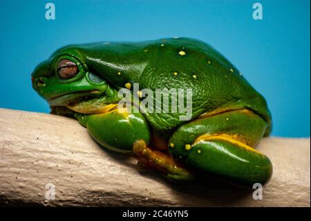 Frosch auf ein Protokoll Stockfoto