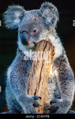 Koala hängend auf einem Baum Stockfoto