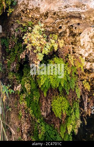 Hängende Gärten an den bunten Sandsteinfelsen entlang des Riverside Walk im Zion National Park, Utah, USA Stockfoto