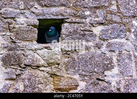 Taube Bohrung Stockfoto