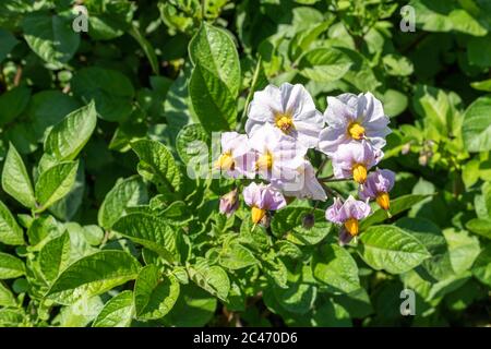 Kartoffel 'Setanta' Pflanzen mit Blumen wachsen in einem Gemüsegarten im Juni, Großbritannien Stockfoto