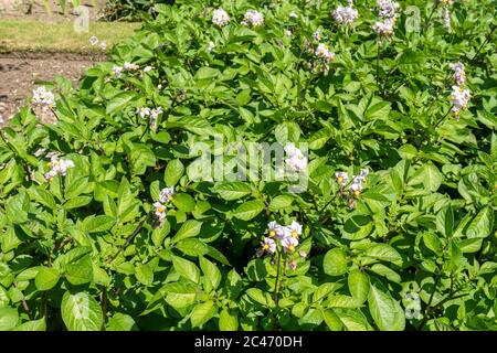 Kartoffel 'Setanta' Pflanzen mit Blumen wachsen in einem Gemüsegarten im Juni, Großbritannien Stockfoto