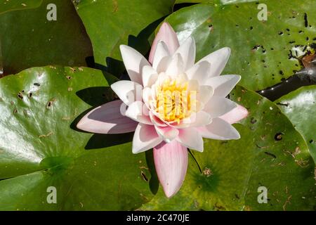 Seerose Nymphaeaceae in Blüte, Nahaufnahme einer Seerosenblüte im Juni, Großbritannien Stockfoto