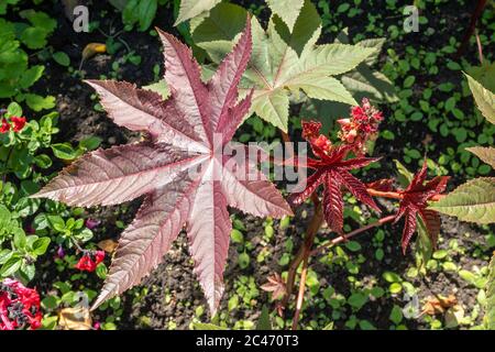 Rizinusölpflanze Ricinus communis 'Red Giant' Stockfoto