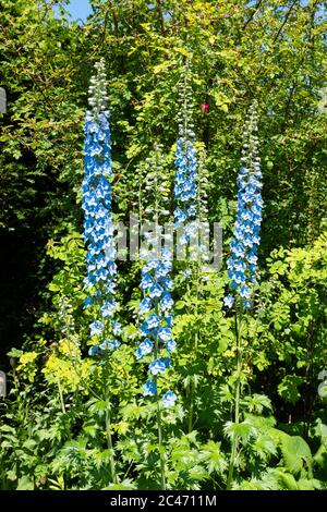 Blaue Delphinien, hohe mehrjährige Blüten in einem englischen Garten, Großbritannien Stockfoto