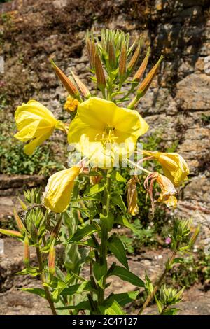 Nachtkerzenpflanze mit gelben Blüten (Oenothera biennis), UK Stockfoto