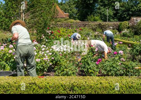 Menschen, die im Rosengarten im Loseley Park, Surrey, England, Großbritannien, arbeiten. Gärtner, Gartenarbeit Stockfoto