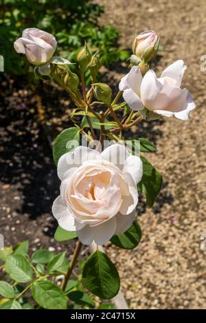 Rosa 'Desdemona', eine schöne alte Rose mit blassrosa Blüten, die im Juni in einem englischen Garten blüht Stockfoto