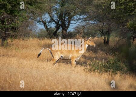 Gemeinsame Eland Blick auf ranthambore von rajasthan Stockfoto