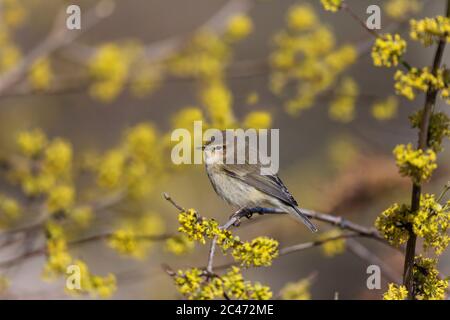 Chiffchaff; Phylloscopus collybita; über Cornus Mas 'Golden Glory'; Großbritannien Stockfoto