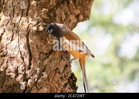 Der rufous treepie ist ein treepie, heimisch auf dem indischen Subkontinent Stockfoto