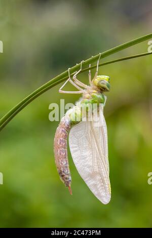 Emperor Dragonfly; Anax imperator; Female; Emerging; UK Stockfoto