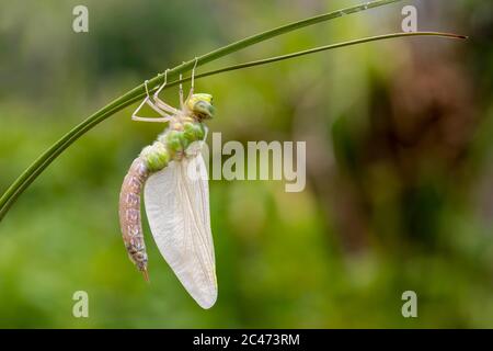 Emperor Dragonfly; Anax imperator; Female; Emerging; UK Stockfoto