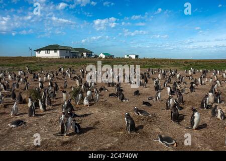 Sea Lion Island; Gentoo Colony; Pygoscelis papua; und Lodge; Falklands Stockfoto