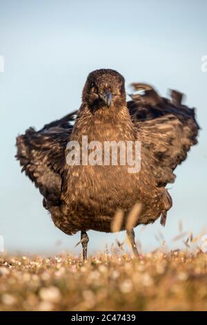 Falkland Skua; Stercorarius antarcticus; Falklands Stockfoto