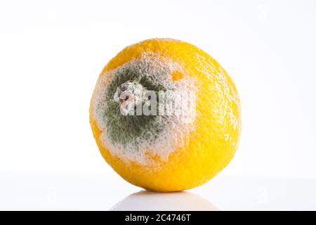 Verfaulte Zitrone auf weißem Hintergrund Stockfoto