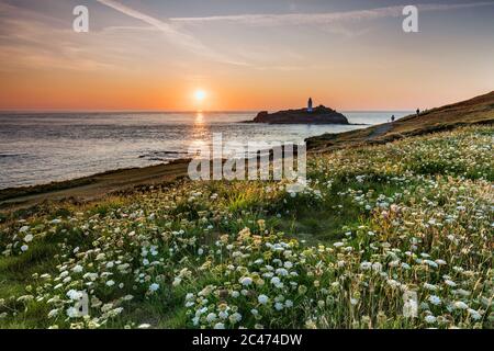 Godrevy; mit Wildkarotte im Vordergrund; Sonnenuntergang; Cornwall; Großbritannien Stockfoto