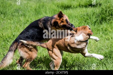 Schuss von zwei Hunden spielen und versuchen, jeden zu fangen Andere außerhalb Stockfoto