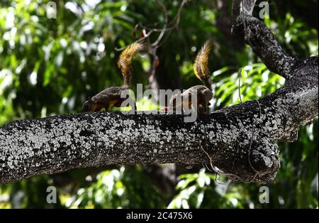 Valencia, Carabobo, Venezuela. Juni 2020. Juni 24, 2020. Eichhörnchen (Sciurus flammifer) bleiben in den Bäumen der Plaza Bol'var in der Stadt Valencia, Carabobo Staat. Foto: Juan Carlos Hernandez Kredit: Juan Carlos Hernandez/ZUMA Wire/Alamy Live News Stockfoto