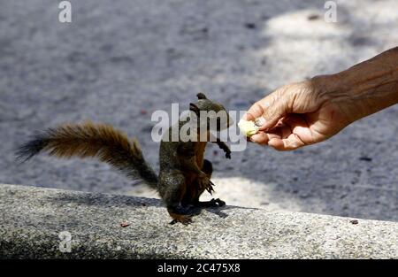 Valencia, Carabobo, Venezuela. Juni 2020. Juni 24, 2020. Eichhörnchen (Sciurus flammifer) bleiben in den Bäumen der Plaza Bol'var in der Stadt Valencia, Carabobo Staat. Foto: Juan Carlos Hernandez Kredit: Juan Carlos Hernandez/ZUMA Wire/Alamy Live News Stockfoto