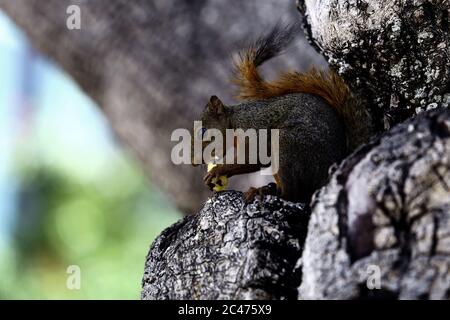 Valencia, Carabobo, Venezuela. Juni 2020. Juni 24, 2020. Eichhörnchen (Sciurus flammifer) bleiben in den Bäumen der Plaza Bol'var in der Stadt Valencia, Carabobo Staat. Foto: Juan Carlos Hernandez Kredit: Juan Carlos Hernandez/ZUMA Wire/Alamy Live News Stockfoto