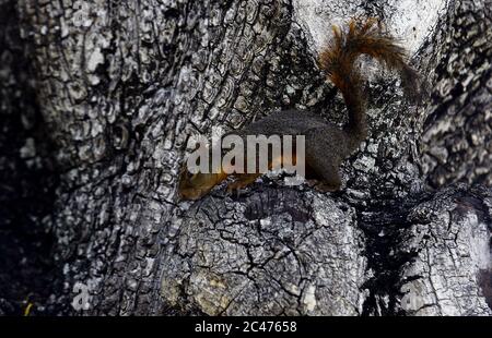 Valencia, Carabobo, Venezuela. Juni 2020. Juni 24, 2020. Eichhörnchen (Sciurus flammifer) bleiben in den Bäumen der Plaza Bol'var in der Stadt Valencia, Carabobo Staat. Foto: Juan Carlos Hernandez Kredit: Juan Carlos Hernandez/ZUMA Wire/Alamy Live News Stockfoto