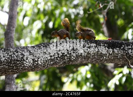 Valencia, Carabobo, Venezuela. Juni 2020. Juni 24, 2020. Eichhörnchen (Sciurus flammifer) bleiben in den Bäumen der Plaza Bol'var in der Stadt Valencia, Carabobo Staat. Foto: Juan Carlos Hernandez Kredit: Juan Carlos Hernandez/ZUMA Wire/Alamy Live News Stockfoto