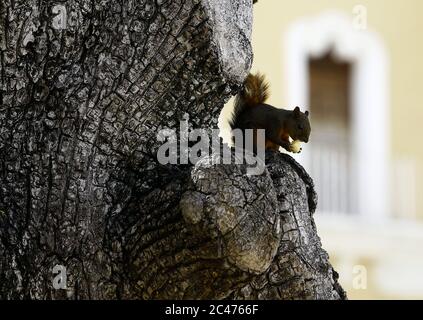 Valencia, Carabobo, Venezuela. Juni 2020. Juni 24, 2020. Eichhörnchen (Sciurus flammifer) bleiben in den Bäumen der Plaza Bol'var in der Stadt Valencia, Carabobo Staat. Foto: Juan Carlos Hernandez Kredit: Juan Carlos Hernandez/ZUMA Wire/Alamy Live News Stockfoto