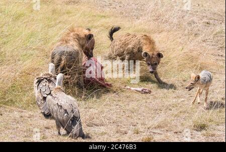 Fleckhyena, oder lachende Hyäne, Crocuta crocuta, Fütterung von blauem Gnus, Connochaetes taurinus und Weißrückengeier, Gyps africanus und BL Stockfoto