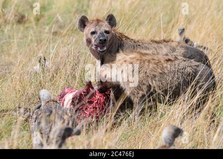 Fleckhyäne, oder lachende Hyäne, Crocuta crocuta, Fütterung von blauem Gnus, Connochaetes taurinus und Weißrückengeier, Gyps africanus, schauend Stockfoto