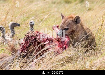 Fleckhyäne, oder lachende Hyäne, Crocuta crocuta, Fütterung von blauem Gnus, Connochaetes taurinus und Weißrückengeier, Gyps africanus, schauend Stockfoto