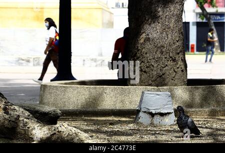 Valencia, Carabobo, Venezuela. Juni 2020. Juni 24, 2020. Eine Taube (Vogel) geht unter den wenigen Besuchern, die die Quarantäne zum Bolivar Platz in Valencia, Carabobo Staat erlaubt. Foto: Juan Carlos Hernandez Kredit: Juan Carlos Hernandez/ZUMA Wire/Alamy Live News Stockfoto