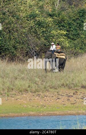 Indischer Elefant, Elephas maximus indicus, eine von drei anerkannten Unterarten des asiatischen Elefanten oder asiatischen Elefanten, Elephas maximus, Waldranger Stockfoto