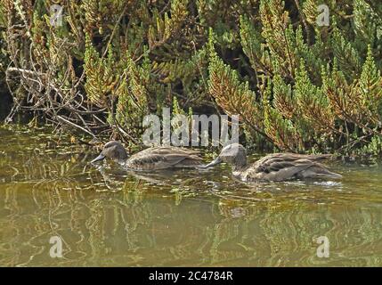 Andengemeinschaft Teal (Anas andium altipetens) Paar schwimmen auf Berggebiete See Suma Paz, nr Bogota, Kolumbien November Stockfoto