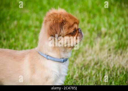 Nahaufnahme eines kleinen braunen Löwenhundes auf dem Gras Stockfoto