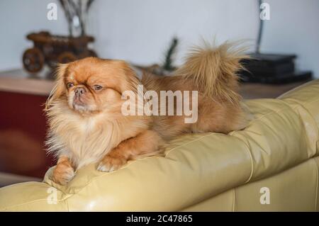 Nahaufnahme eines braunen Löwenhundes, der auf dem liegt Sofa Stockfoto