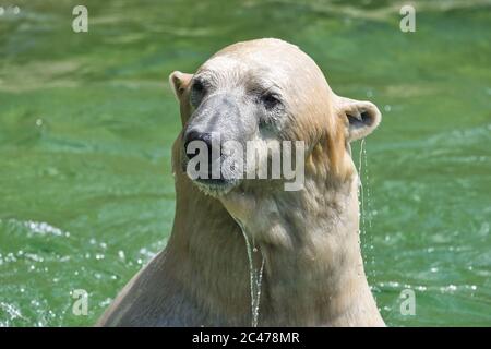 Baer, Bär, eisbaer, Eisbär, Polarbaer, Ursus maritimus, Eisbär, hyperfleischfressender Bär, artic, Winter, Eis, eis, Stockfoto