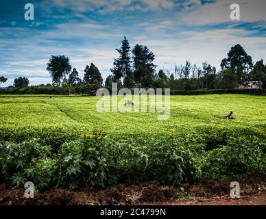 Pflücker auf African Tea Plantation Stockfoto