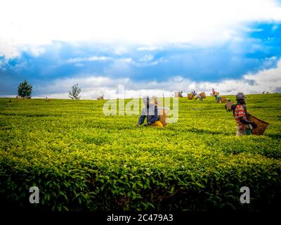 Pflücker auf African Tea Plantation Stockfoto