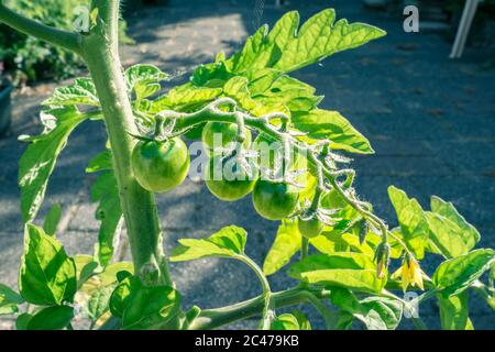 Reifende Tomatenbündel in der Sonne Stockfoto