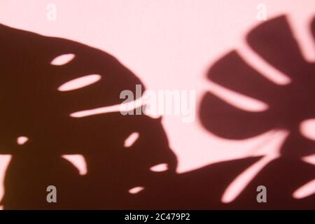 Schatten von Monstera Blätter auf einem rosa Hintergrund. Stockfoto