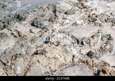 Grauer Schlamm im rosa See in Sivash Stockfoto