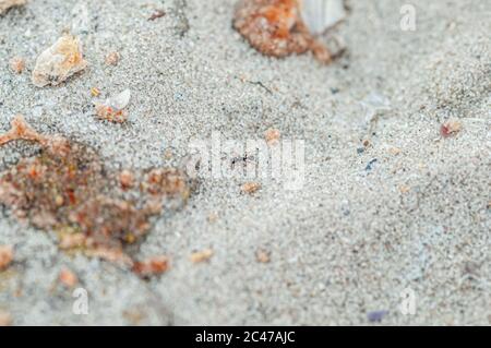 Eine Ameise, die durch den Sand läuft Stockfoto